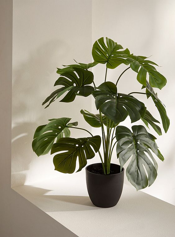 Potted monstera plant with lush green leaves in sunlight on a white surface.