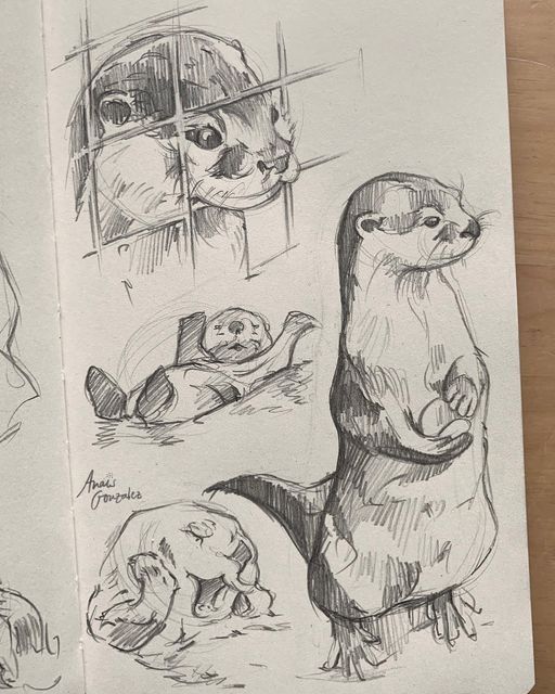 Hand-drawn otter sketches showcasing playful and curious poses in pencil on paper.