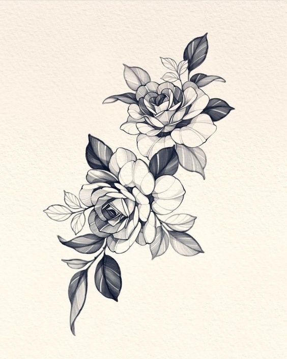 Black and white floral sketch of two roses with detailed leaves on a plain background.