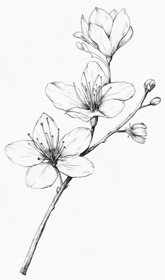 Sketch of cherry blossom branch with delicate flowers and buds, highlighting nature's intricate beauty.