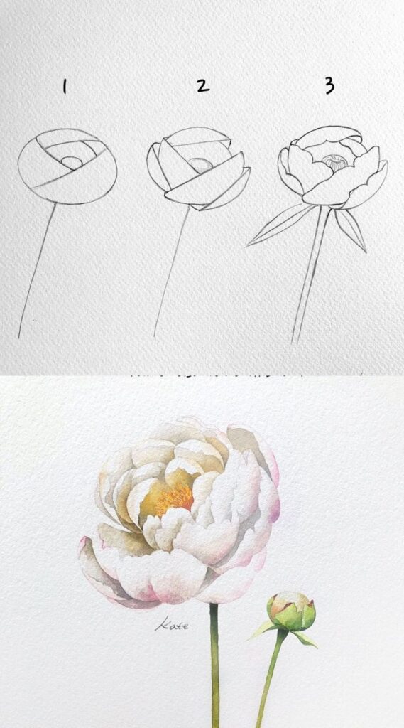 Step-by-step guide to drawing and painting a realistic peony flower with watercolor technique.