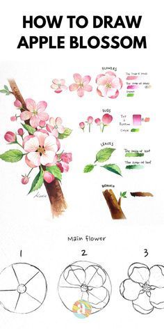 Illustrated step-by-step guide on how to draw apple blossoms, featuring flowers, buds, leaves, and branches in detail.