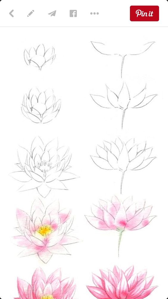 Step-by-step lotus flower drawing tutorial showing progression from sketch to colored illustration.