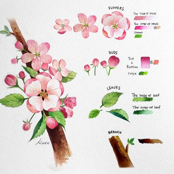 Watercolor illustration of cherry blossoms, buds, leaves, and branch with detailed color labels for petals, calyx, and leaves.