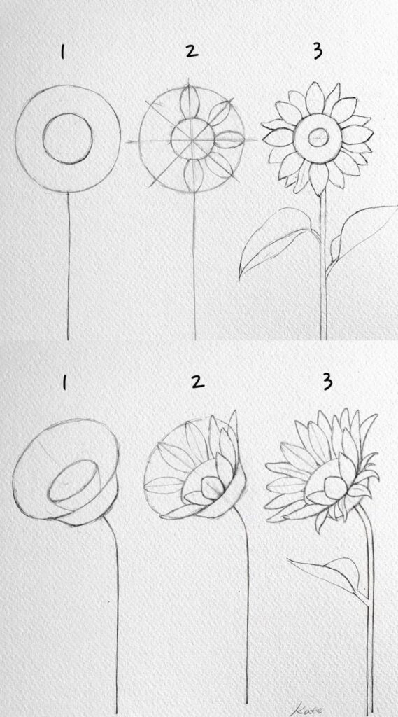 Step-by-step sunflower and side-view sunflower drawing guide, from basic circles to detailed petals and leaves in six stages.