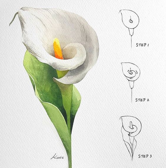 Step-by-step watercolor illustration of a white calla lily flower with green leaves and drawing instructions.