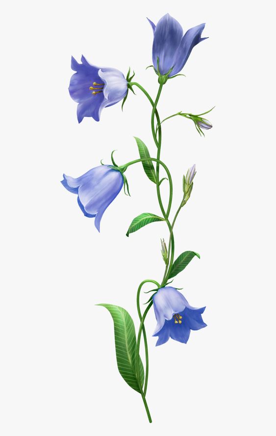 Illustration of a blooming bluebell flower stem with multiple blossoms and green leaves on a white background.