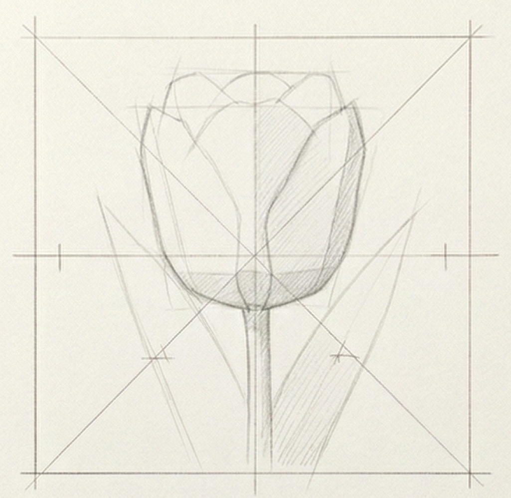 Pencil sketch of a tulip with construction grid and guidelines, botanical drawing for design concept