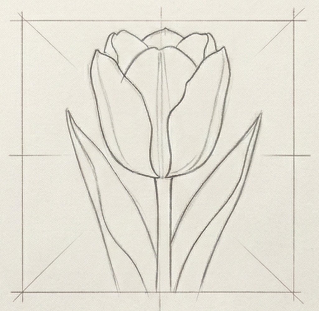 Pencil sketch of a single tulip with two leaves and composition guide lines, botanical drawing