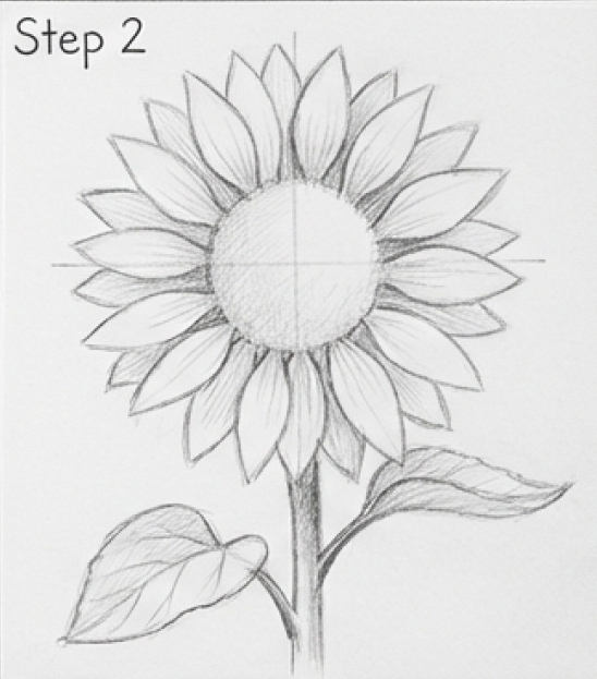 How to draw sunflower pencil sketch Step 2: detailed petals and disk center with stem and two leaves