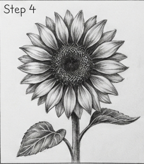Realistic pencil sketch of a sunflower with detailed petals, center and leaves, labeled Step 4 drawing tutorial