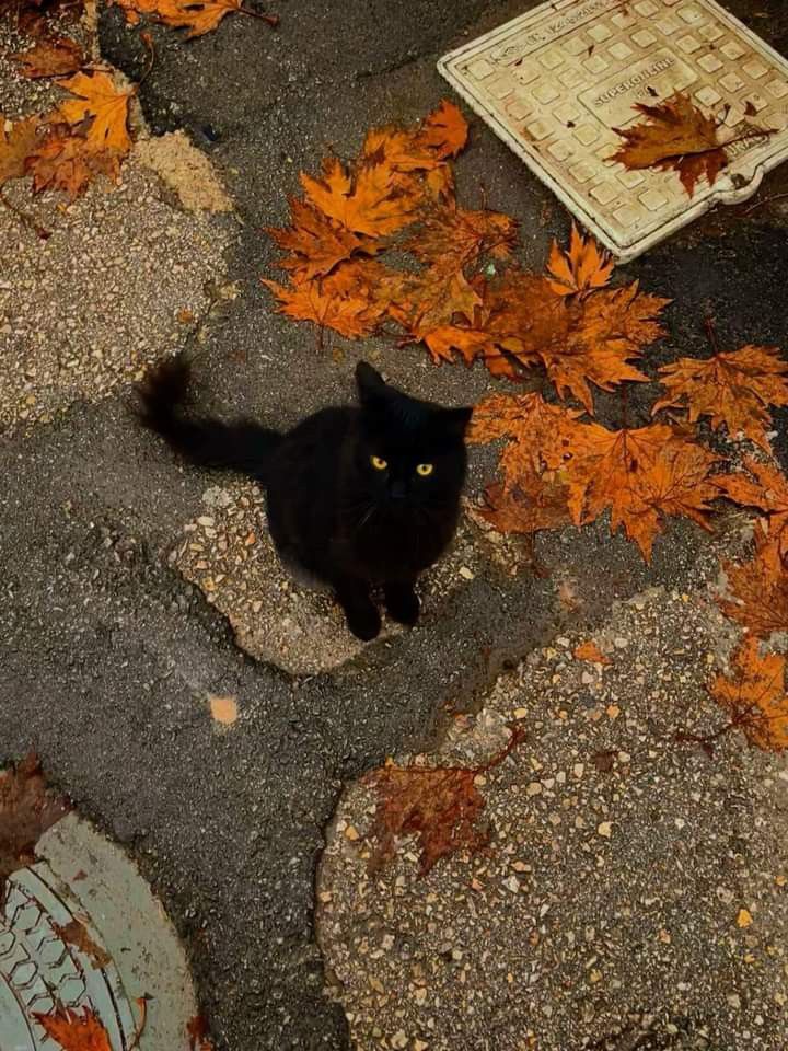 Black cat sitting on a cracked pavement surrounded by orange autumn leaves.