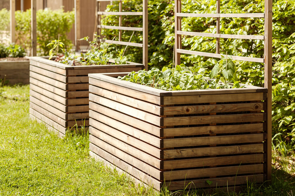 Wooden raised garden beds with lush green plants in a sunny backyard setting.