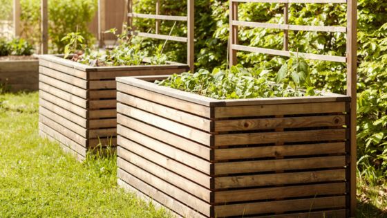 Wooden raised garden beds with green plants in a sunny backyard scene.