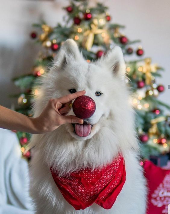 Fluffy white dog with a Christmas bauble nose and red bandana, sitting in front of a decorated tree.