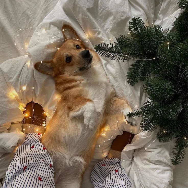 Corgi lying on bed surrounded by fairy lights and a Christmas tree branch, creating a cozy holiday scene.