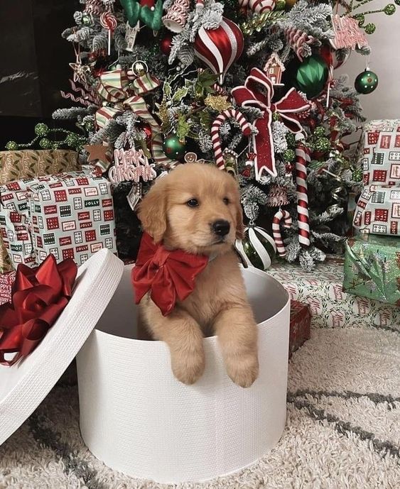 Golden retriever puppy in a gift box with red bow, surrounded by Christmas decorations and presents under a tree.