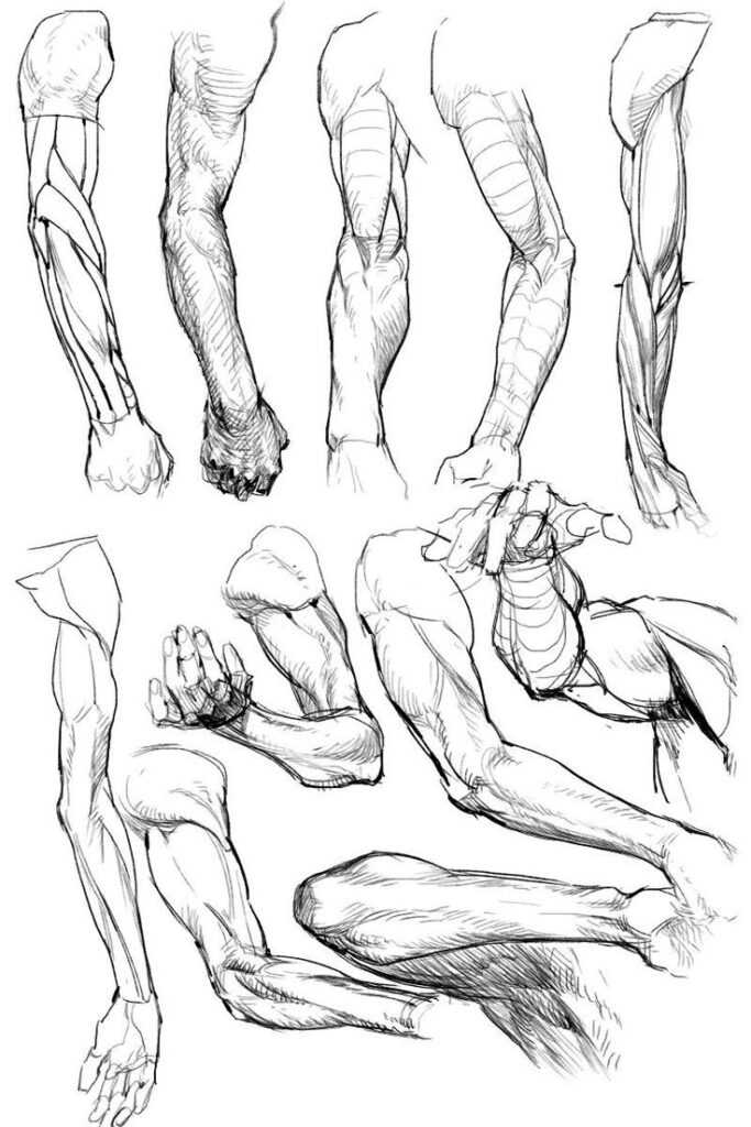 Sketches of human arm anatomy, showcasing muscles and structure from different angles in detailed line art.