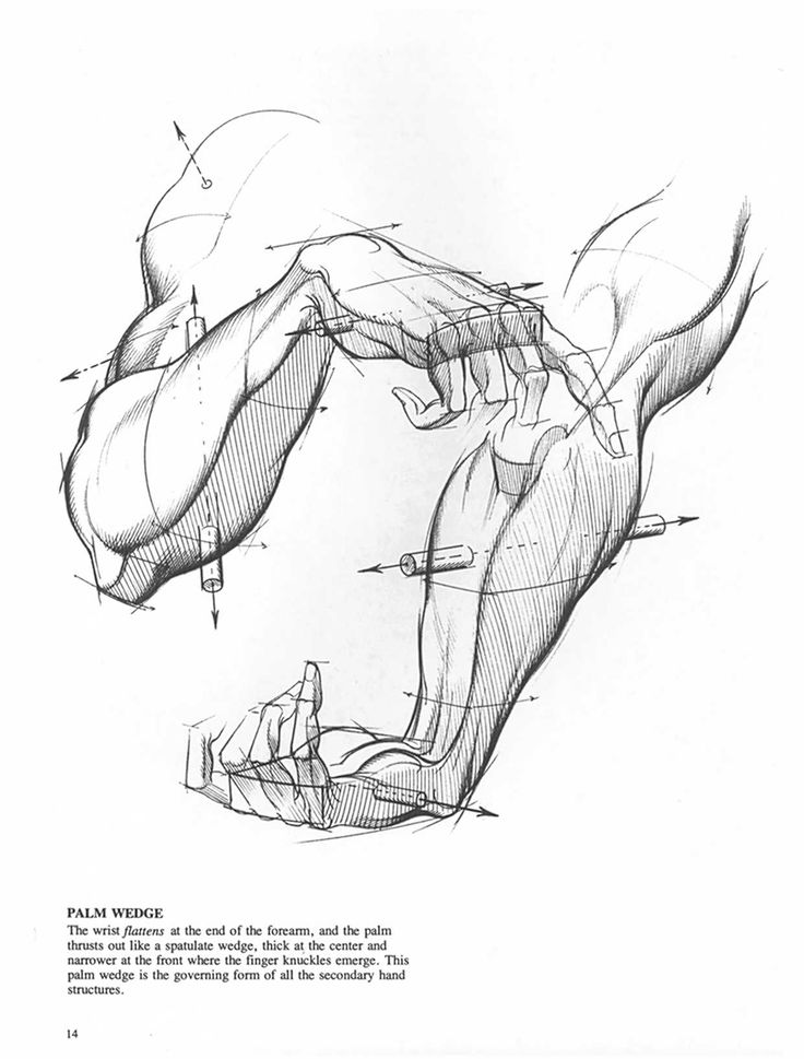 Detailed anatomical sketch of flexed forearm and hand muscles, showcasing posture and structure with annotations.