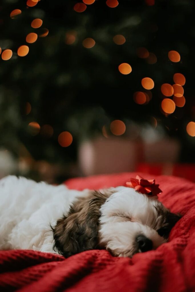 Cute puppy sleeping under Christmas lights on a red blanket, wearing a festive bow. Cozy holiday atmosphere.