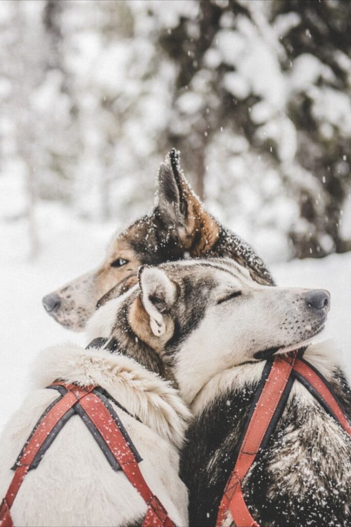 Two sled dogs cuddling in snowy forest, wearing red harnesses. Winter adventure vibe.