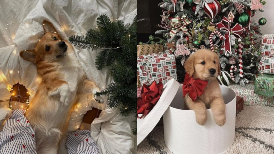 Cute puppies enjoying Christmas: a corgi lounges with lights and a golden retriever pup peeks out of a gift box.