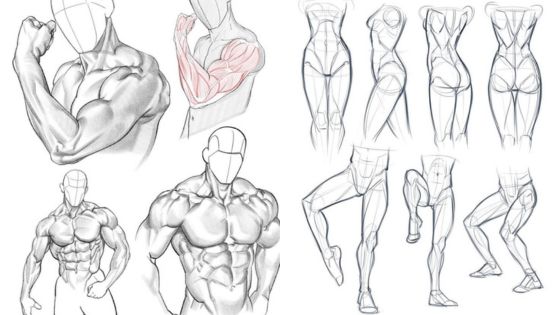 Anatomical sketch of male and female muscular poses, showcasing detailed body form and muscle structure for artists.