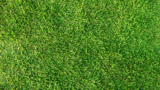 Lush green grass lawn providing a vibrant, natural texture background for gardens or outdoor design inspiration.