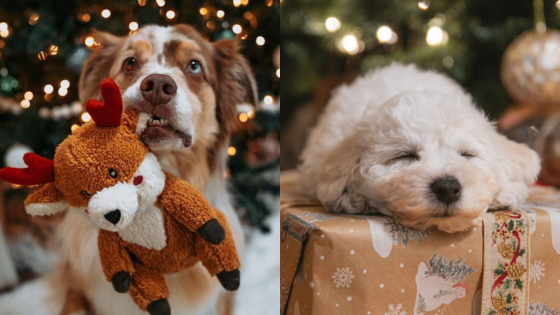 Festive dogs with Christmas toys and gifts under a lit tree, capturing holiday spirit and cuteness.