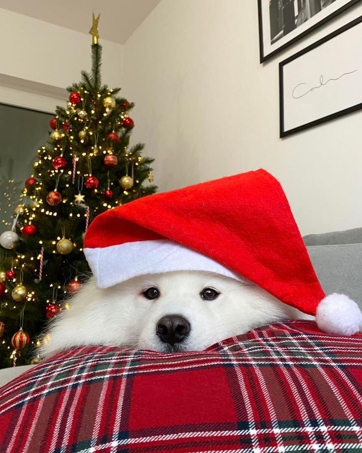 Fluffy dog in a Santa hat resting on a plaid blanket with a decorated Christmas tree in the background.