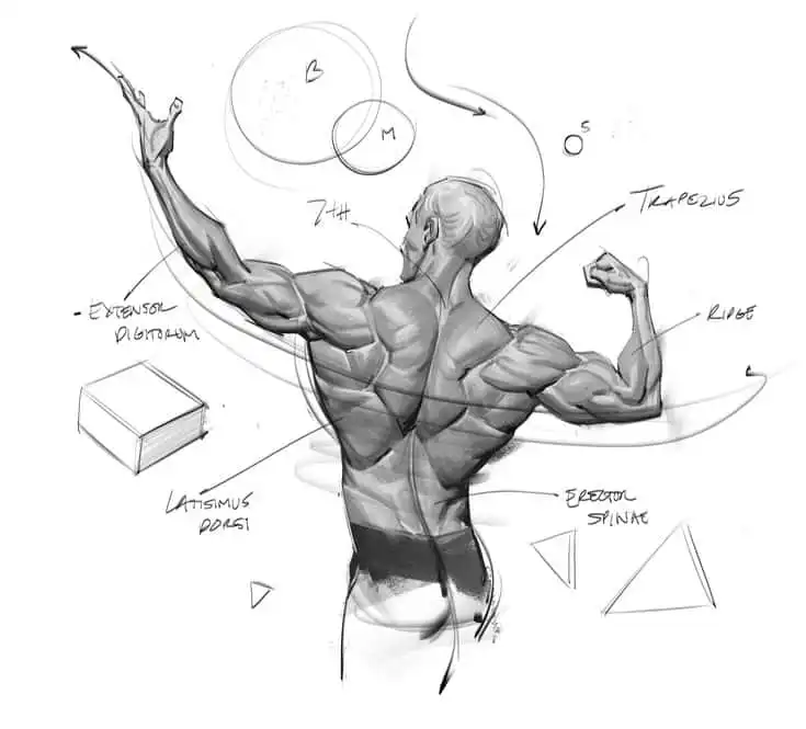 human body1 Anatomy sketch of a muscular man’s back, highlighting various muscles like trapezius and latissimus dorsi with notes. | Sky Rye Design Anatomy sketch of a muscular man’s back, highlighting various muscles like trapezius and latissimus dorsi with notes.