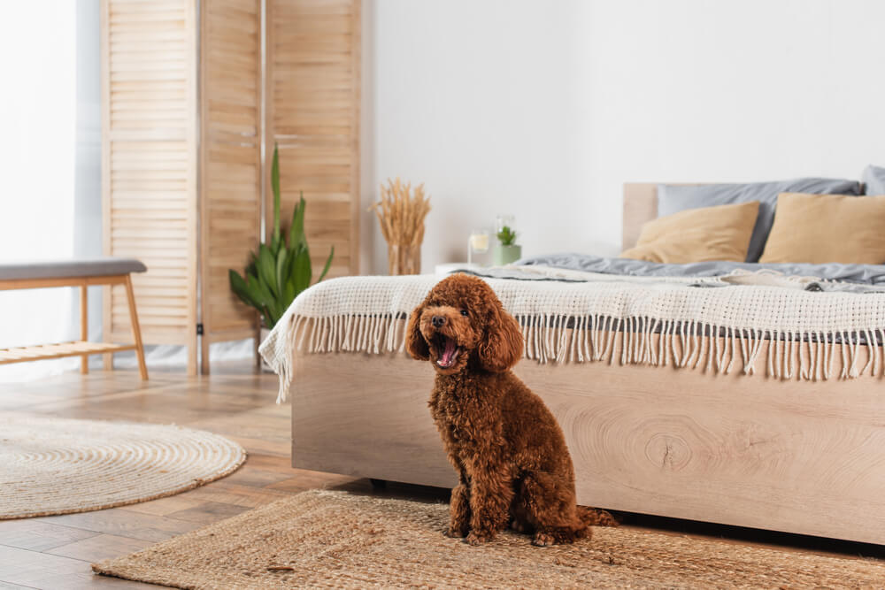 Cute brown dog sitting beside a cozy bed in a stylish bedroom with neutral decor and plants.