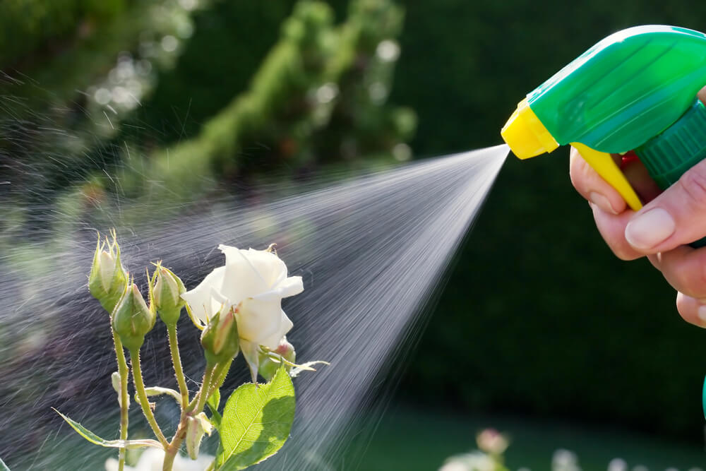 Spraying water on white rose in garden for plant care and hydration.