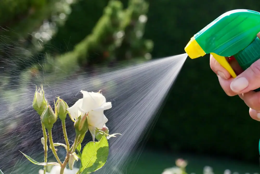 Depositphotos_8142142_S 1 Spraying water on white rose in garden for plant care and hydration. | Sky Rye Design Spraying water on white rose in garden for plant care and hydration.