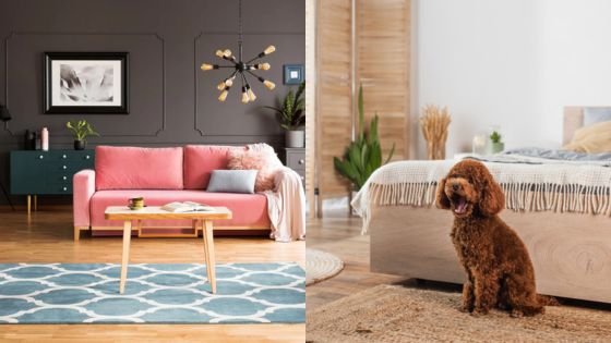 Modern living room with pink sofa and a cozy bedroom featuring a brown dog on a rug, highlighting stylish interiors.