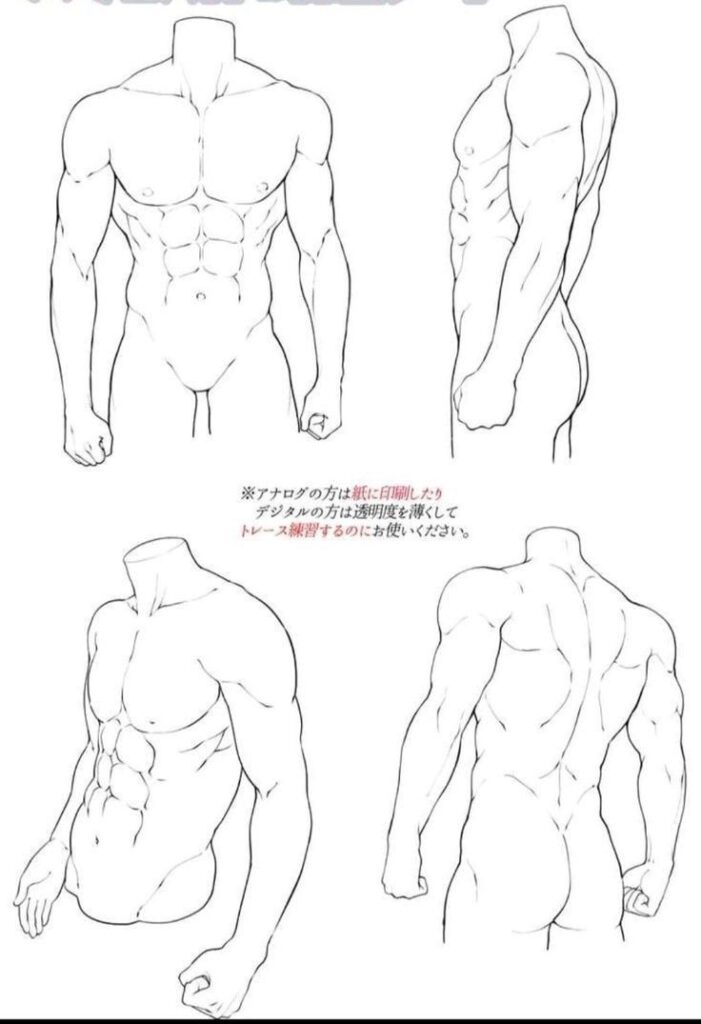 Anatomical sketch of a male torso showing different angles; front, side, and back views for drawing reference.