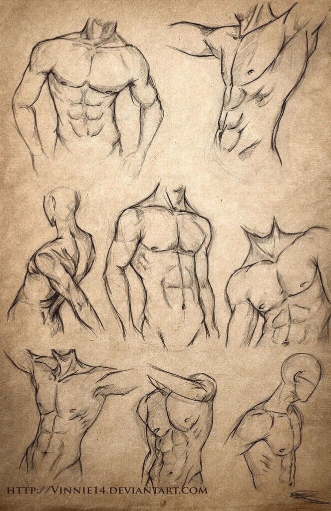 Sketches of male torsos showing muscular anatomy on a textured paper background.