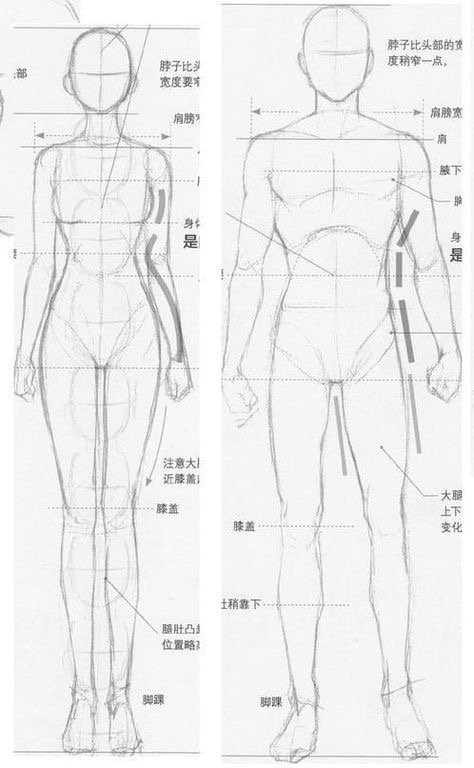 Human anatomy sketches with measurements and annotations showing male and female body proportions.