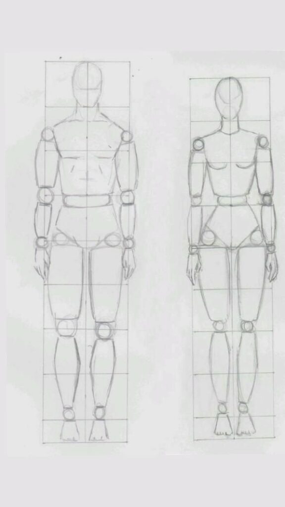 Sketch of male and female human body proportions, front view, with geometric grid layout for art and anatomy learning.