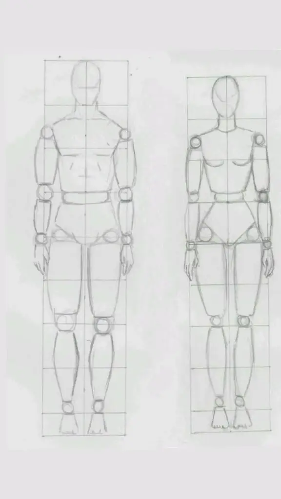 Sketch of male and female human body proportions, front view, with geometric grid layout for art and anatomy learning.