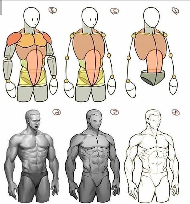 Illustration of the human muscular anatomy with step-by-step drawing guides for artists.