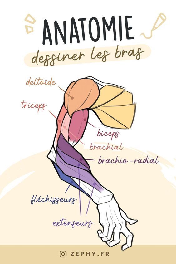 Illustration of arm anatomy showing muscle groups labeled in French, including biceps and triceps, for drawing reference.