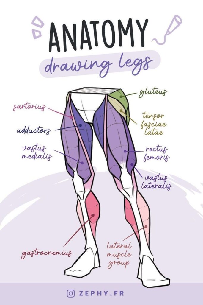 Illustration of leg muscles anatomy for drawing, labeled with muscle names such as gluteus, sartorius, and gastrocnemius.