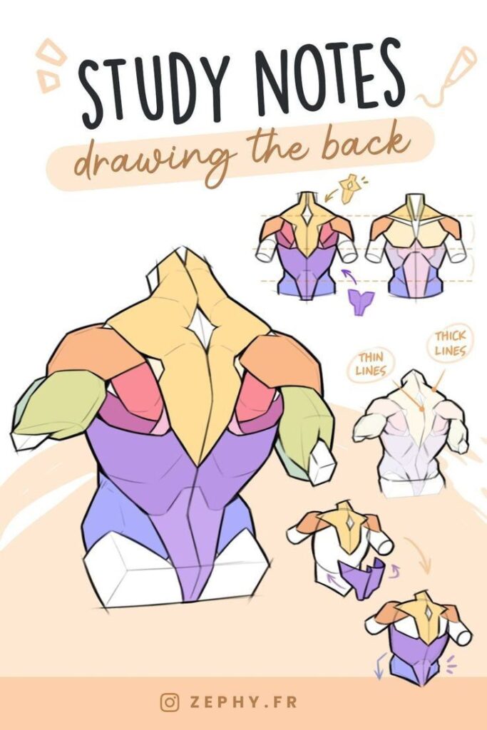 Guide to drawing the back with color-coded anatomy illustrations and tips on using thin and thick lines.