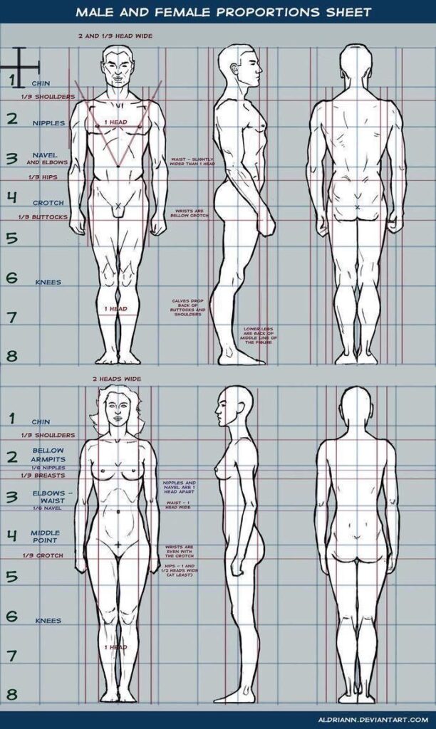 Illustration showing male and female body proportions from front, side, and back views with measurement guides.