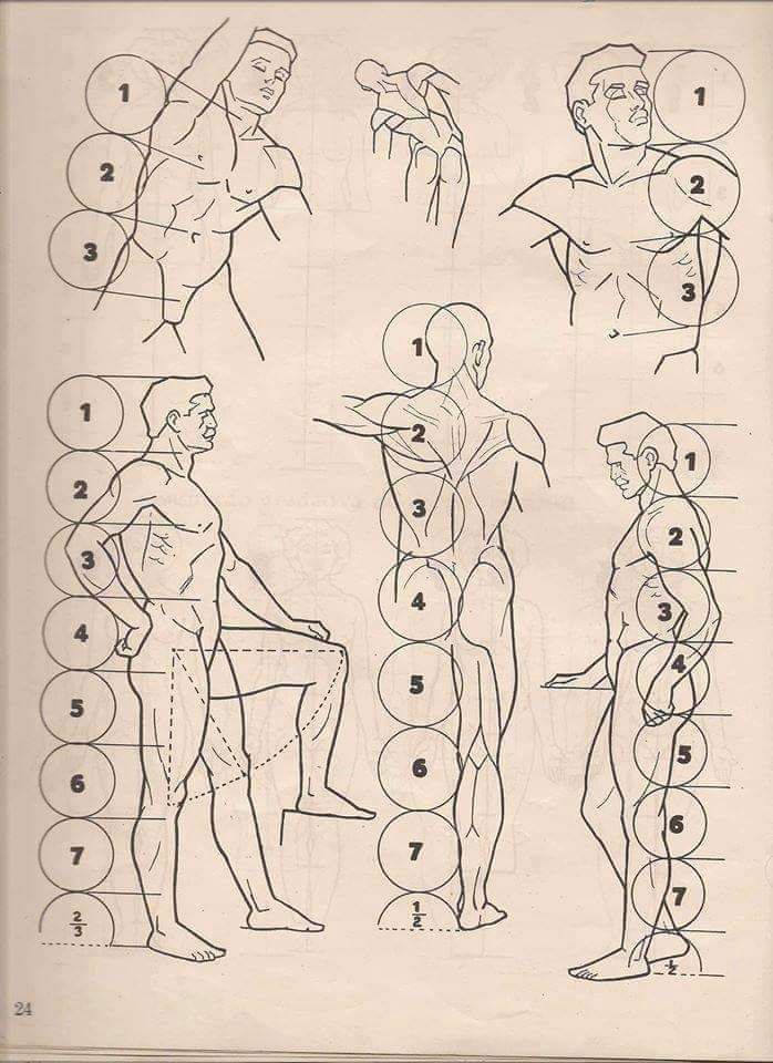 Anatomical drawing of human body proportions, featuring male figures with labeled sections for artistic reference.