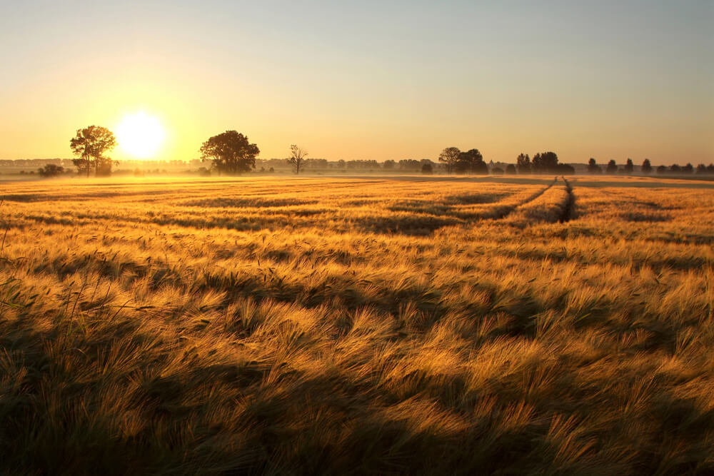 Golden wheat field at sunrise with trees on the horizon, capturing serene rural landscape and morning light.