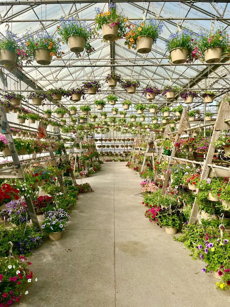 Bright greenhouse interior with hanging pots and colorful flowers on wooden shelves, creating a vibrant, lush walkway.