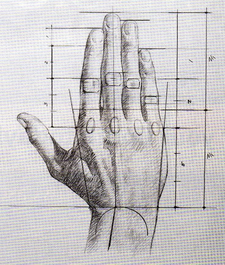 Detailed hand sketch with measurement lines and annotations for artistic study of proportions.