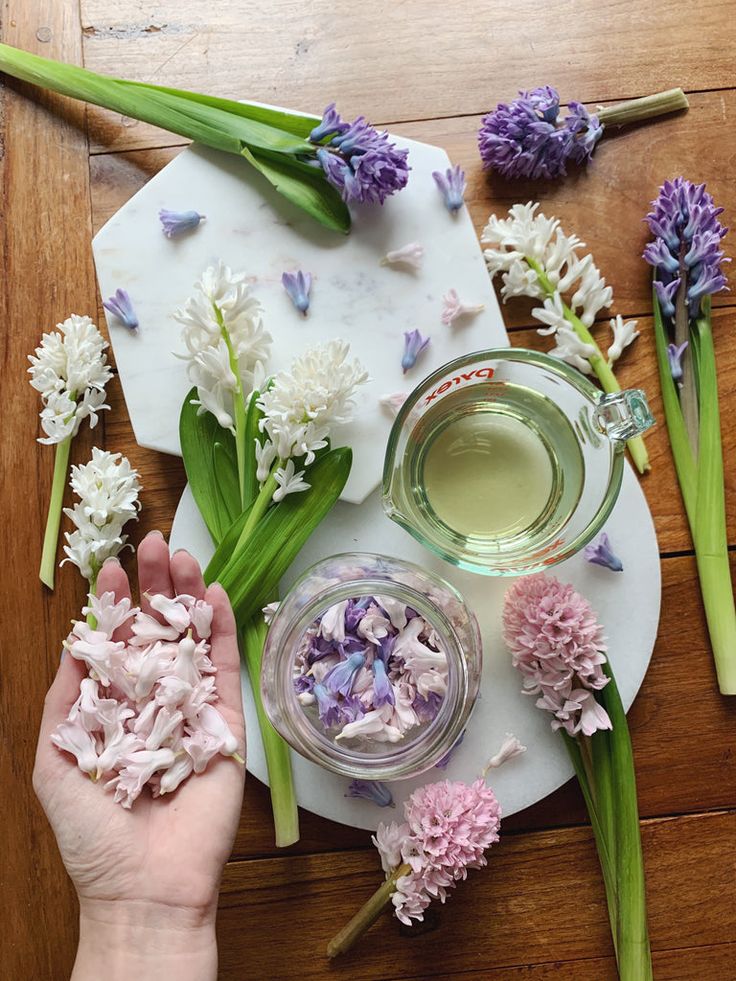 Hand holding pastel hyacinth petals with blooms and glass cup on wooden table.